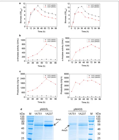 Figure 5 Characterization of engineered and parental strains. B. subtilis 1A751 (pMA5L) (parental strain), 1A237 (pMA5L) (engineered strain), 1A751 (pMA5S) (parental strain) and 1A237 (pMA5S) (engineered strain) were cultivated for 96 h at 37°C in 30 mL SR
