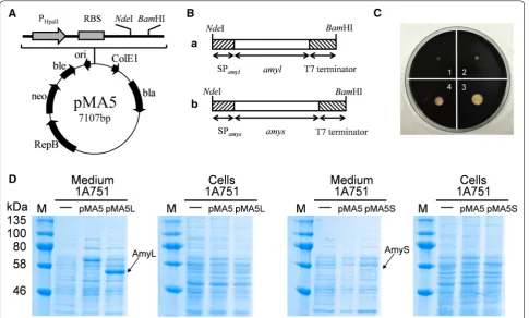 Figure 1 Expression and secretion of a widely used promoter from origin of replication for gene containing its native signal peptide SPplus T7 terminator