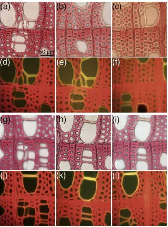 Fig. 1 Transverse sectionsblue light (treatment. The sections werecolor photographed under whitelight (60–70 (dMa¨ule reagents ((20 lm thick) of birch treatedwith traditional (a–f) and newg–l) at 0–10 (a,, g, j), 30–40 (b, e, h, k), andc, f, i, l) min followinga–c, g–i) or excited withd–f, j–l)