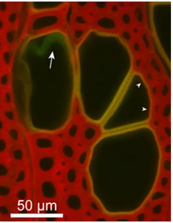 Fig. 4 Ultraviolet (UV) microscopic photograph of the birch vesselwall. Pit membrane (arrow) and tylosis cell walls (arrowhead) hadhigher UV adsorptions than the vessel cell walls