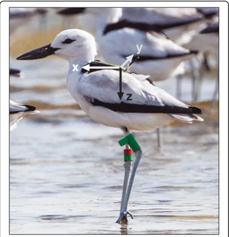 Table 1 Ethogram of the behavioural classes of crab plovers distinguished on the video recording and the number ofassignments per tracked bird