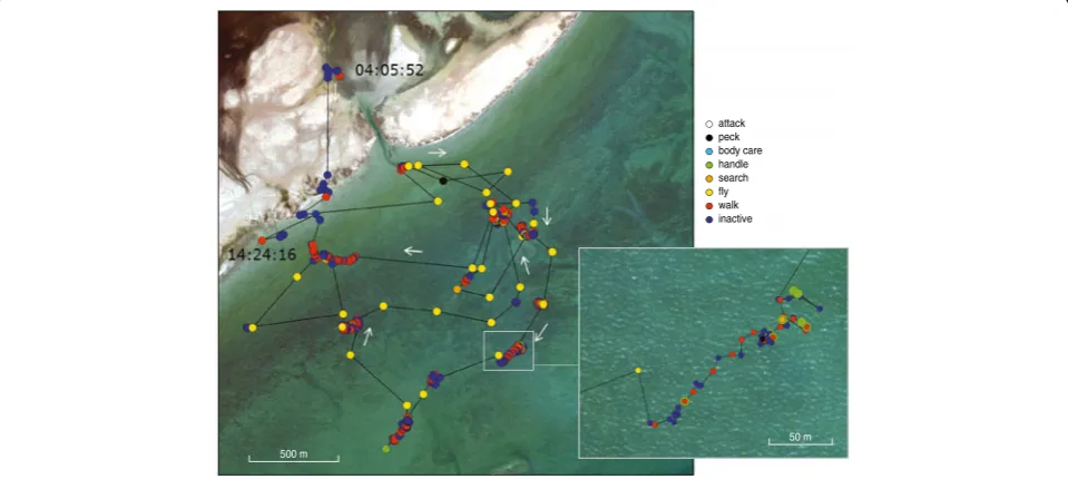 Figure 5 shows the ‘movement ethogram’ of crab plover#674 during a single tide on 20 November 2012
