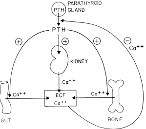Figure 1.1: The physiological actions of parathyroid hormone vitamin DCalcium in the extracellular fluid in turn exerts a negative(PTH) in calcium homeostasis