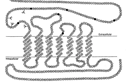 Figure 1.3: Schematic representation of the PTH/PTHrp receptor(NHg terminus at top, single letter amino acid code) showingthe predicted membrane associated topology of the protein