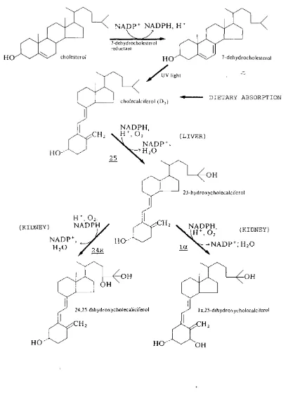 Figure 1.4: Photochemical and metabolic pathways of Vitamin D3(cholecalciferol) . Underlined letters and numbers denotespecific enzymes: 25 : vitamin D-25-hydroxylase; _la: 25(0H)D-la-hvdroxvlase; 24R: 2 5 (OH)D-24R-hydroxylase