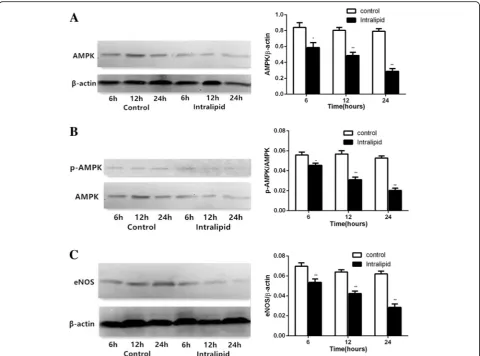 Fig. 2 Changes in expression levels of AMPK, p-AMPK, eNOS protein in LV myocardium. Data are shown as mean ± SEM (n = 5–7)