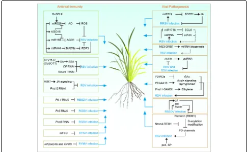 Fig. 2 Mechanisms of rice antiviral defense and viral pathogenesis. A simplified representation of the mechanisms behind rice and viruses ago-old battle involving RNA silencing pathway, phytohormone pathway, recessive resistance genes pathway and a subset 