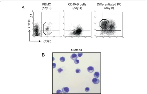 Figure 1 Differentiation of peripheral human B cells into plasma cellsCD38and activated for 4 days on CD40L-expressing cells in the presence of rIL-2, rIL-4, rIL-10, and rIL-12
