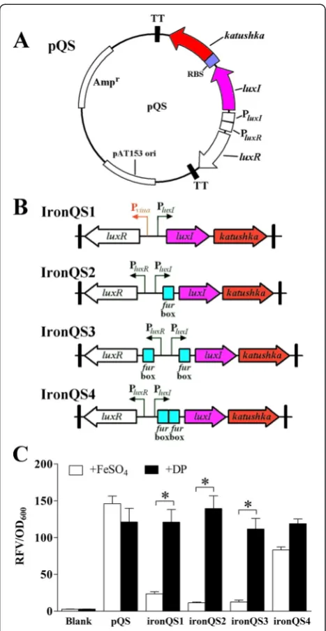 Figure 1 Construction and screening of ironQS systems. (A)Plasmid diagram of a basal cell density regulated expression plasmidpQS
