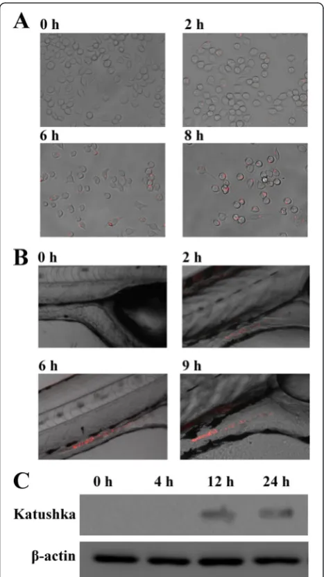 Figure 3 In vivoThe internal organs were extracted at different time intervals andfurther analyzed by Western blot using the antibody specific expressions of ironQS loaded E
