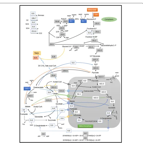 Table 1 Elementary modes (EMs) of the metabolicnetwork of Rhodosporidium toruloides for growth ondifferent substrates with corresponding maximum TAGand cell mass yields