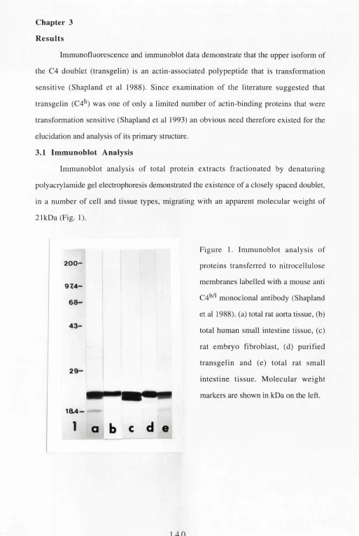 Figure 1. Immunoblot analysis of 