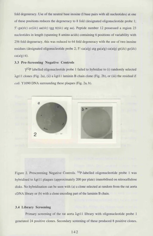 Figure 2. Prescreening Negative Controls. ^^P-labelled oligonucleotide probe 1 was 