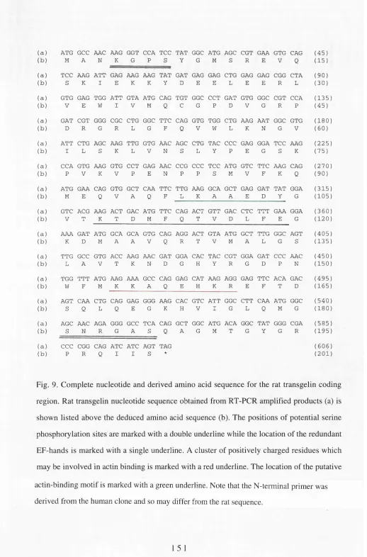 Fig. 9. Complete nucleotide and derived amino acid sequence for the rat transgelin coding 