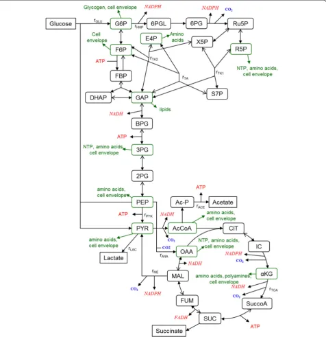 Figure 1 Metabolic network for flux analysis.αacetyl-coenzyme A; BPG: 1,3-bisphosphoglycerate; CIT: citrate; DHAP: dihydroxyacetone phosphate; E4P: erythrose 4-phosphate; F6P: fructose-6-phosphate; FBP: fructose-1,6-bisphosphate; FUM: fumarate; G6P: glucos