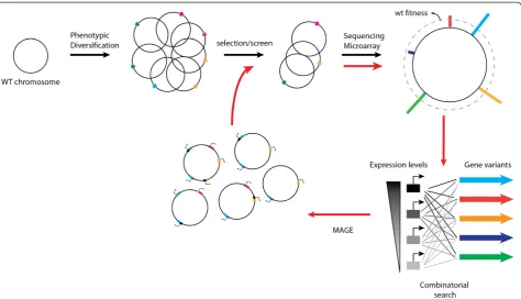 Figure 1 Overview of inverse engineering approaches. Inverse engineering begins with a wild-type cell line in which a large number ofmutations are introduced in either a random or directed manner to generate phenotypic diversity