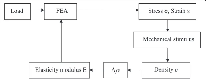 Figure 1 Iterative feedback mechanism of bone remodeling simulation in combination with finiteelement method [36].