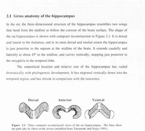 Figure 2.1 Three computer reconstructed views of the rat hippocampus. The lines show 
