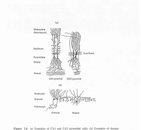 Figure 2,4 (a) Examples of C A l and CA3 pyramidal cells, (b) Examples o f dentate 