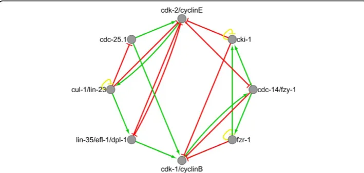 Figure 1 Thecycles. Green arrows and red edges represent C. elegans early embryonic cell cycles network
