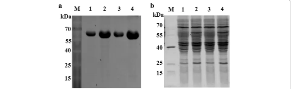 Fig. 1 SDS-PAGE analysis of PLRV-MP recombinant protein. a Lane M: PageRuler Prestained Protein Ladder, and lanes 1–4: Purified PLRV-MPrecombinant protein