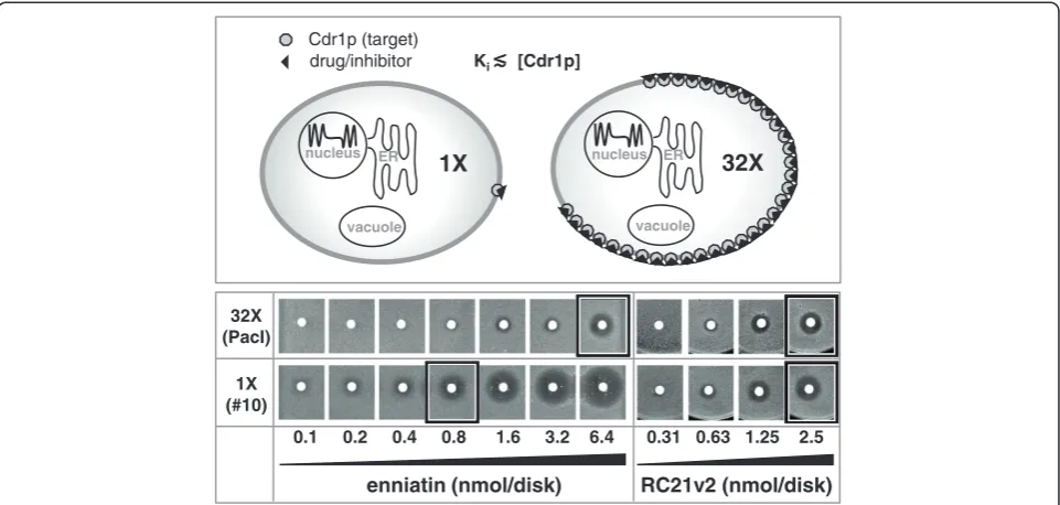 Figure 5 Demonstration of Cdr1p target concentration-dependent chemosensitization to enniatin and RC21v2