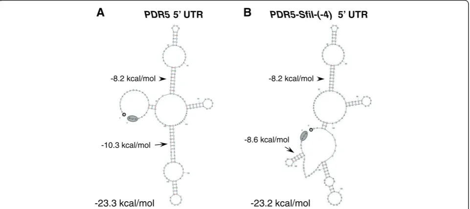 Figure 6 mRNA secondary structures predicted for the 55the entire 5′ UTRs of wild-type PDR5 and PDR5 containing the originally created SfiIstem-loop at −4 (construct #1)