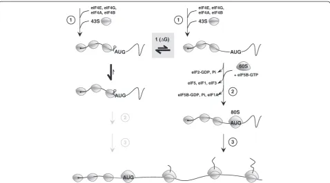 Figure 7 Effects of small, ‘local’, GC-rich mRNA stem-loops on the yeast 43S PIC. Protein translation in eukaryotes starts (1) with thebinding of the eukaryotic initiation factor 4F (eIF4F = eIF4E and eIF4G) to the 5′ cap (5′ m7G; black dot) of the mature 
