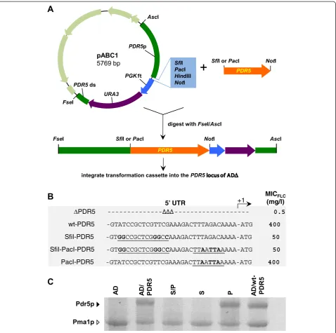 Figure 1 The SfiI restriction enzyme cloning site severely inhibits gene expression in yeast