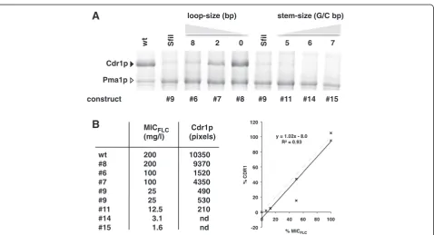 Table 4 Effects of modifying the core SfiI stem-loop sequence (GGCCGCTCGGGCC; modifying the size of the stem andthe loop) at position −4 to the ATG start codon on the expression of Cdr1p (Continued)