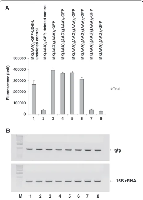 Figure 2 Comparison of fluorescence (A) and RT-PCR (B) datafor various MK6-GFP clones with different orders of 5×AAA and1×AAG in the K6