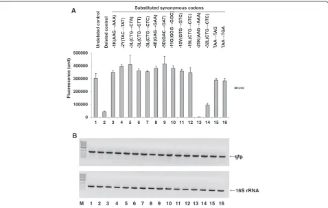 Figure 3 Comparison of fluorescence (A) and RT-PCR (B) data for MK6-GFP-Stop(TAA)-# clones substituted with synonymous codons,their altered nucleotide positions, clone abbreviations represented by the amino acid position and codons (bold letters)