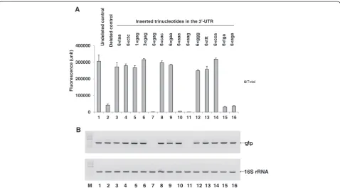 Figure 4 Comparison of the fluorescence (A) and RT-PCR (B) data from the MK6-GFP-Stop(TAA)-(xxx)-# clones and their abbreviationsrepresented by the inserted trinucleotide (in bold type)