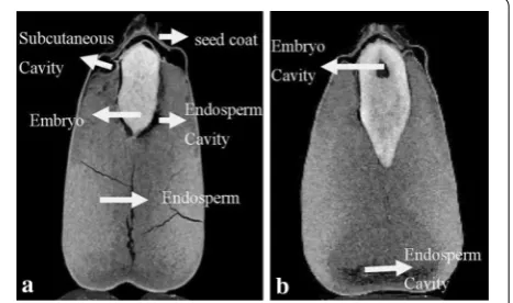 Fig. 1 Components distribution of grain 2-D image. a, b show the different grain components, the brightest region is embryo, second region is endosperm, black region inside the grain is cavity