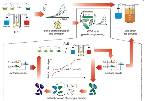 Figure 3 Adaptive laboratory evolution for microbial biotechnology. After laboratory evolution, clone analyses and selection, a suitableclone can be directly used for the desired process