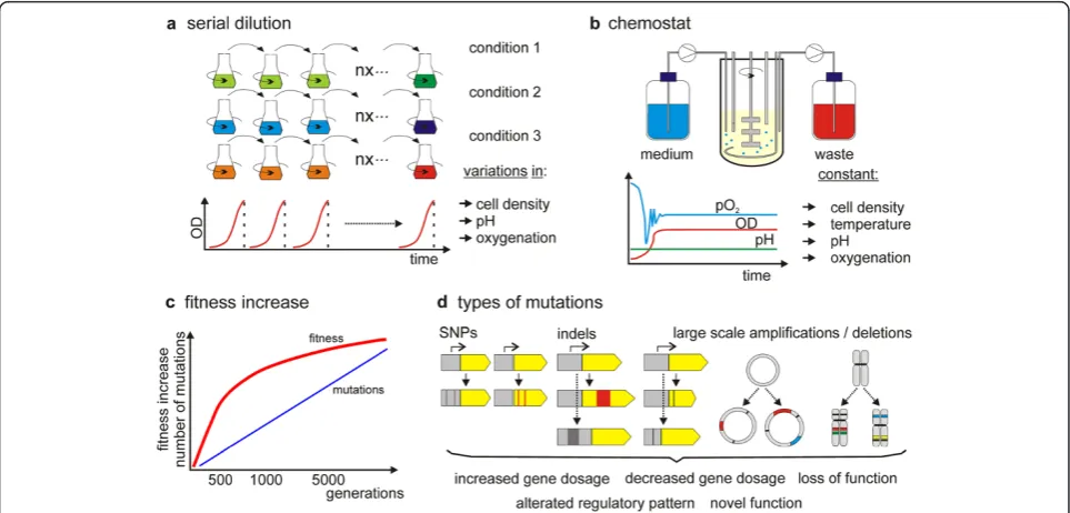 Figure 1 Adaptive laboratory evolution (ALE).identified in ALE studies. Single nucleotide polymorphisms (SNPs), smaller insertions and deletions (indels) and larger deletions and insertions ALE can be performed in the laboratory by (a) sequential serial pa