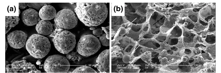 Figure 2 SEM images of chitosan microspheres with ADM (a) and PLGA/nHA scaffold (b) preparedin presence of CMs-ADM