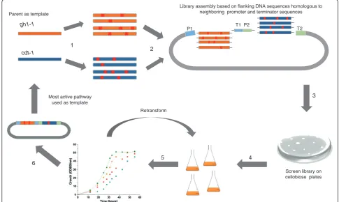 Figure 1 A general scheme for the directed evolution of multiple proteins within a metabolic pathway.study, screening was accomplished via colony size on cellobiose agar plates