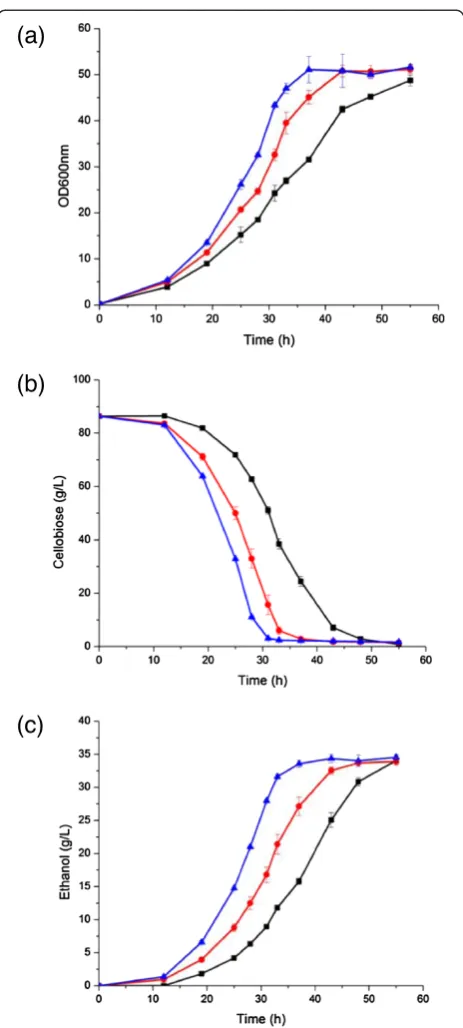 Figure 2 Fermentation profiles of the cellobiose utilizationpathways under oxygen-limited conditions