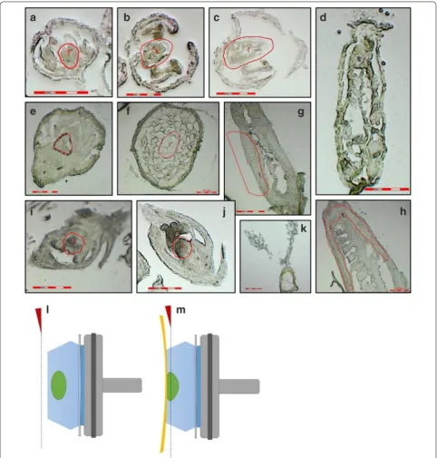 Fig. 2 Representative tissues selected from three different species (E. californica, A