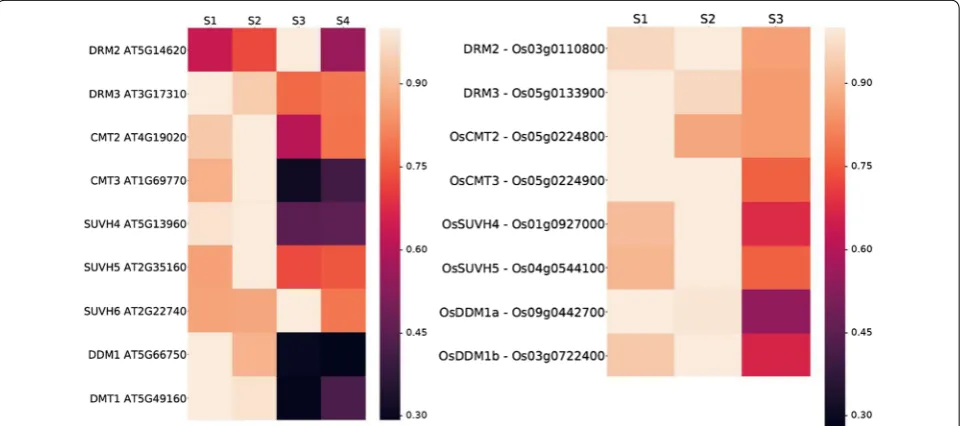 Fig. 4 Chromatin-related genes as an example for differential gene expression. Heat map of the expression patterns of several DNA methylation related factor genes across different stages of carpel development (S1-S4) in A
