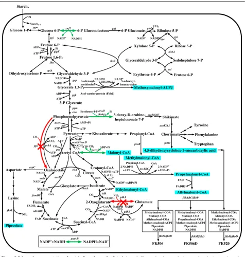 Figure 2 Schematic representation of metabolic pathways for S. tsukubaensis. The predicted targets for improved production are shown ingreen (amplification) and red (knockout)