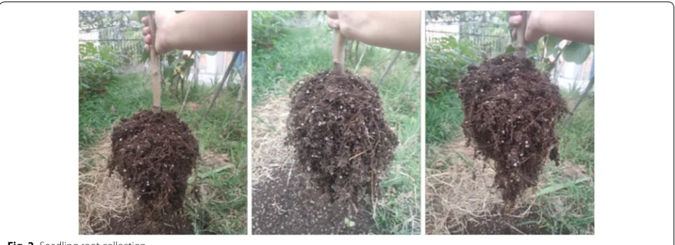 Fig. 2 Seedling root collection
