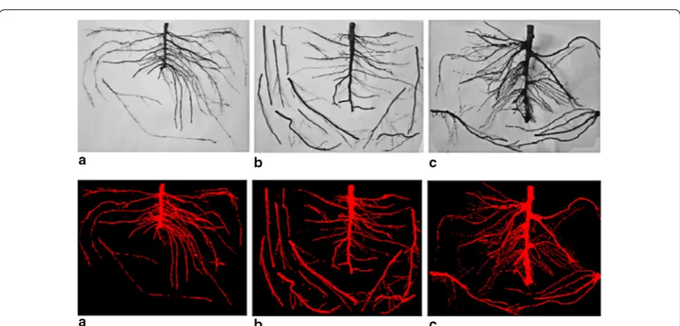 Fig. 5 Preprocessing image. a comparison of B9 layering root image before and after processing; b comparison of SH40 root image before and after processing; c comparison of B9 seedling root system before and after processing