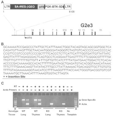 Figure 1 Disruption of the G2e3 gene.Notes: (A) G2e3-deﬁcient mice were generated from OmniBank ES cell clone OST GST_3673_G2 which contains a gene trapping vector insertion in the ﬁrst intron ofG2e3 (accession NM_001015099.1)
