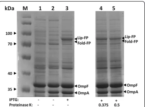 Figure 4 Coexpression and surface display of both lipase andIPTG: protein expression was induced by adding IPTG (final concentration:1 mM); Proteinase K: whole cells were treated with Proteinase K,concentrations are given in mg mLfoldase fusion protein