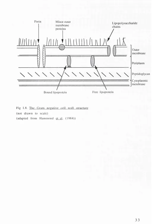 Fig 1.8. The Gram necalive cell wall structure 