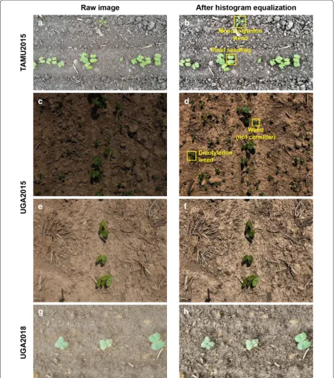 Fig. 8 Example images in the TAMU2015, UGA2015, and UGA2018 datasets. For seedling detection, the TAMU2015 dataset shows challenges of high object occlusion and existence of monocotyledonous weed and the UGA2015 dataset shows extreme illumination condition