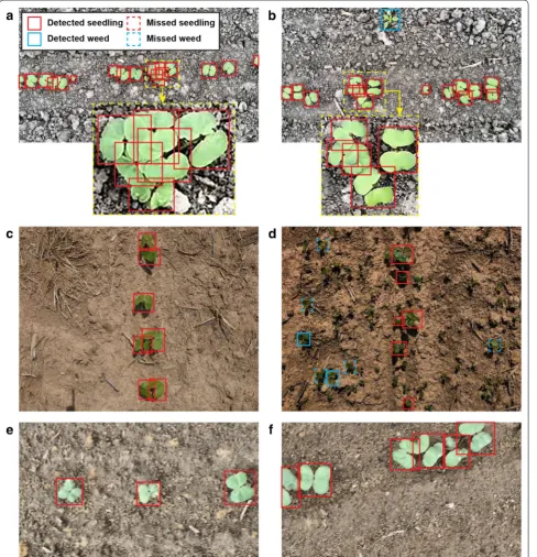 Fig. 1 Cotton plant seedlings and weeds detected in representative images of the cSeedlingAll testing set by the Faster RCNN model that was trained using the SeedlingAll training set