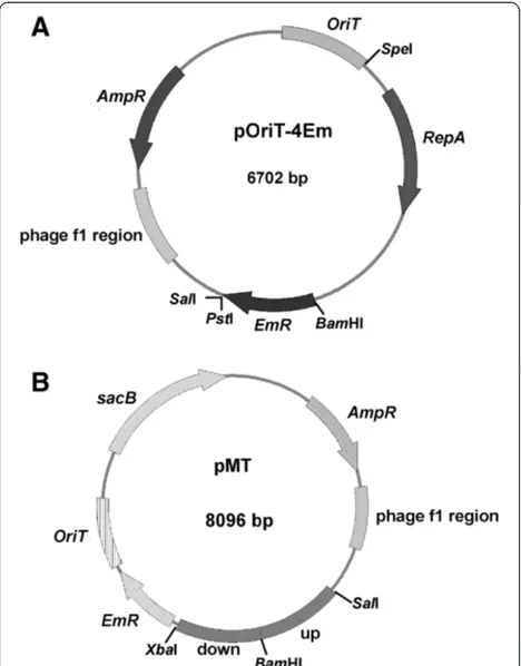 Figure 1 Maps of the shuttle vector pOriT-4Em (A) and thesuicide vector pMT (B).
